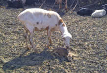 Pedi sheep breed ewe and lamb