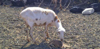 Pedi sheep breed ewe and lamb