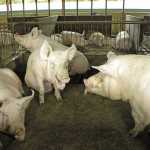 How a piggery improved pig welfare