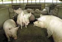 How a piggery improved pig welfare