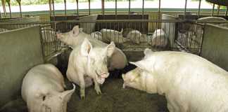 How a piggery improved pig welfare