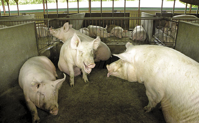 How a piggery improved pig welfare