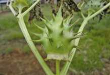 Symptoms of Datura poisoning in horses