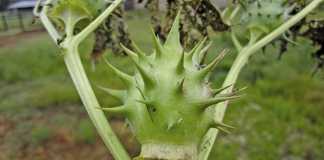 Symptoms of Datura poisoning in horses