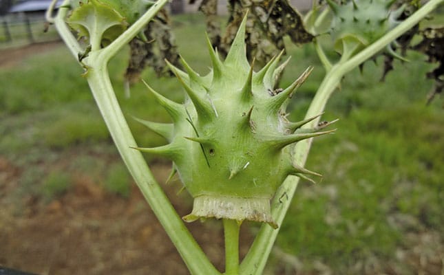 Symptoms of Datura poisoning in horses