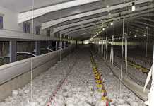 The key to running a top broiler business