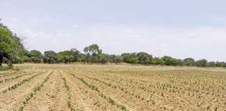 Tobacco farming in Zambia