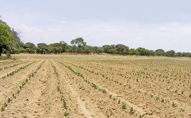 Tobacco farming in Zambia