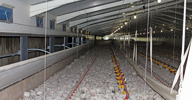 chicken-farming-business