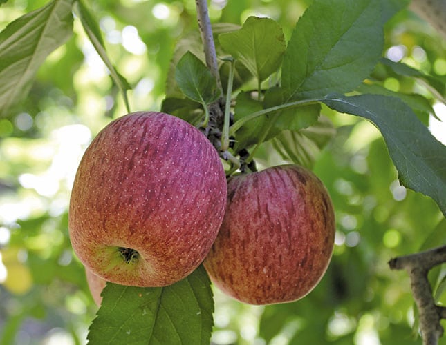 A look at the South African Apple industry