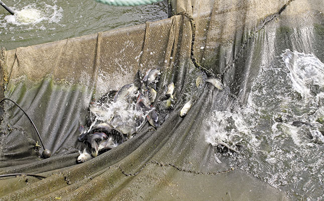 Trials for the tilapia industry Trials for the tilapia industry