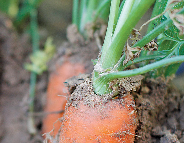 A guide to growing carrots