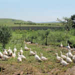 Pekin ducks