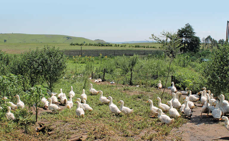 Dargle duck business takes off Dargle duck business takes off