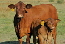 Cross-bred or pure-bred: designing a herd