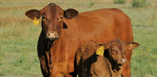 Cross-bred or pure-bred: designing a herd