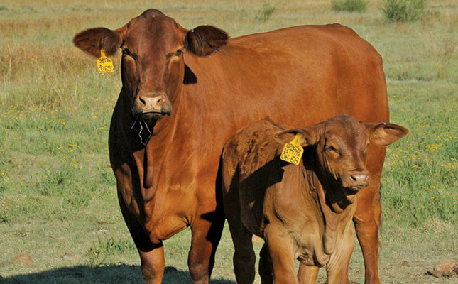 Cross-bred or pure-bred: designing a herd