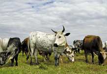 Improving milk production in Nguni cattle