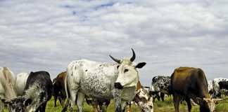 Improving milk production in Nguni cattle