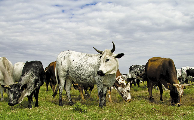 Improving milk production in Nguni cattle