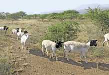 Communal goat farmer planning to go commercial