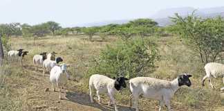 Communal goat farmer planning to go commercial