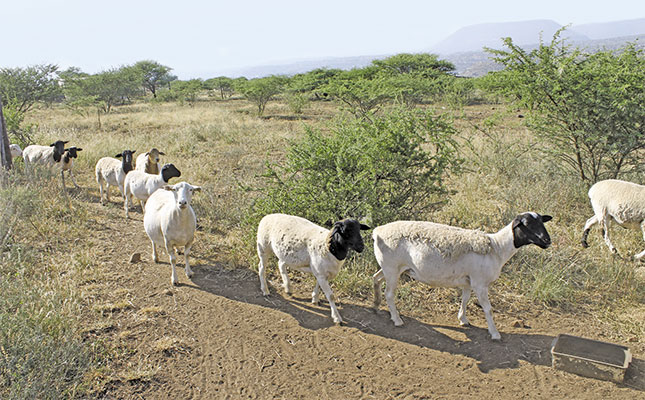 Communal goat farmer planning to go commercial