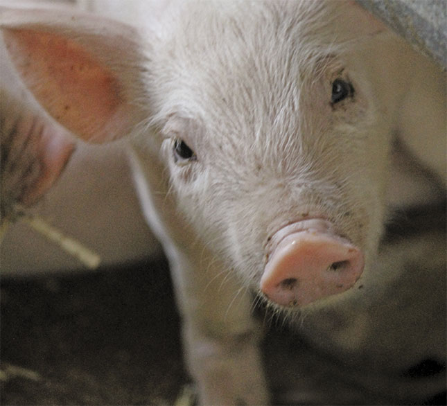 From a driver to successful small-scale pig farmer