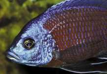 Ornamental-fish-farming