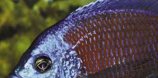 Ornamental-fish-farming