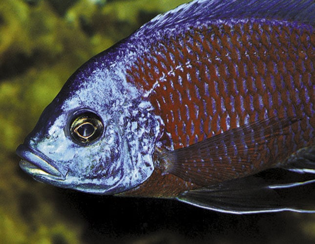 home aquarium and ornamental fish culture