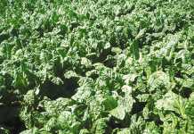 Spinach: a step-by-step guide on how to grow it