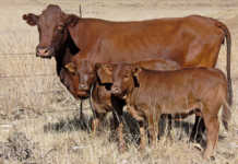 Managing heifers and first-calvers
