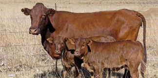 Managing heifers and first-calvers