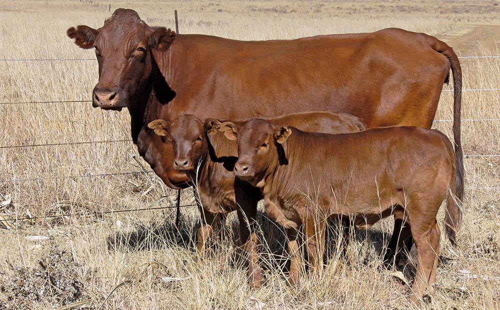 Managing heifers and first-calvers