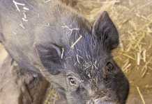 Pigs as pets: Breeding teacup pigs