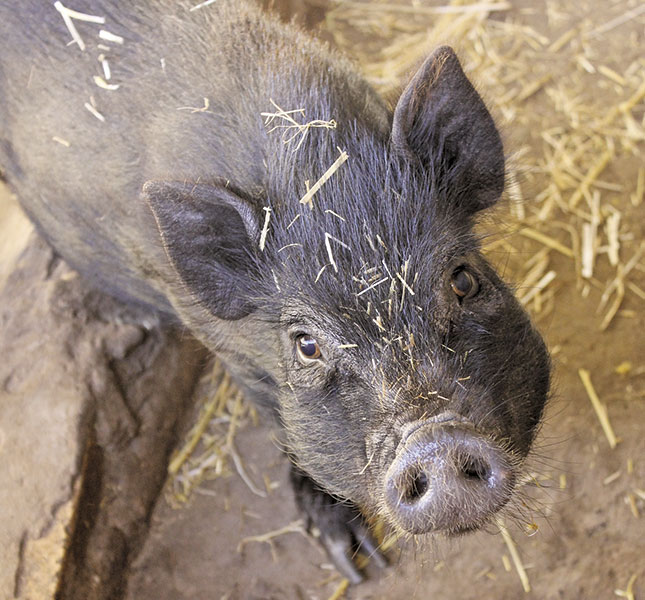 Pigs as pets: Breeding teacup pigs