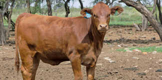 Tips on selecting heifers