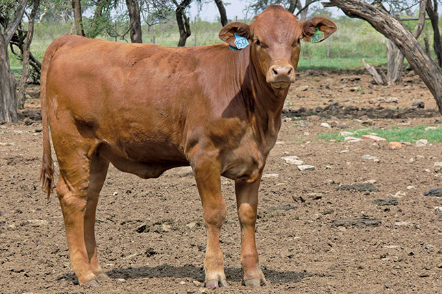 Tips on selecting heifers Tips on selecting heifers