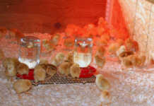 Chicks in a brooder.