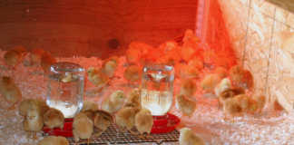 Chicks in a brooder.