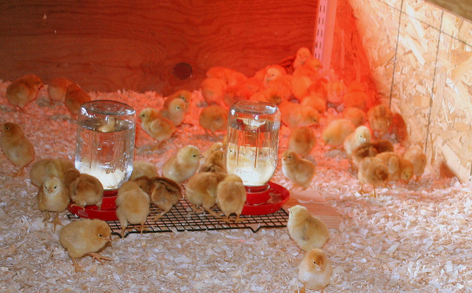 Chicks in a brooder.