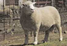 Dormer sheep breed: Origin and history