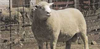 Dormer sheep breed: Origin and history