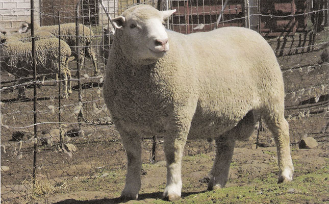 Dormer sheep breed: Origin and history