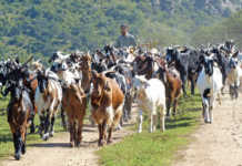 Indigenous Veld Goats