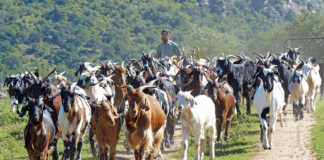 Indigenous Veld Goats