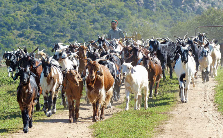 Farming with Indigenous Veld Goats