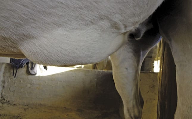 Potential causes of swelling on a horse