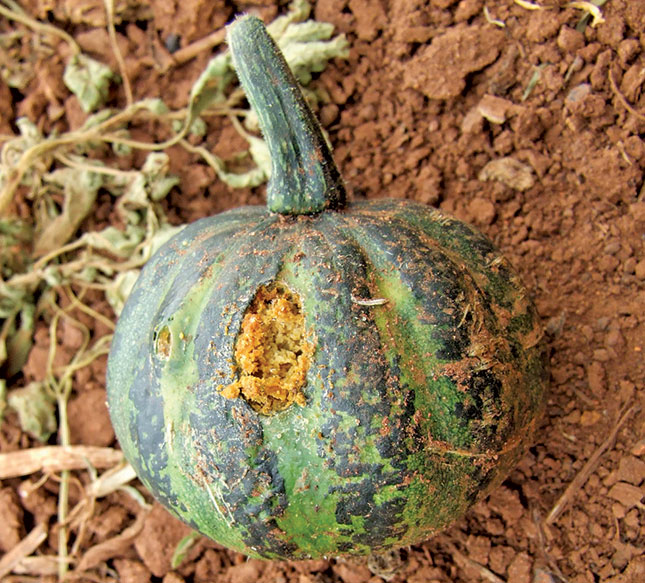 Strategies for pumpkin fly control Strategies for pumpkin fly control